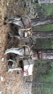 Les ânes pour le ravitaillement